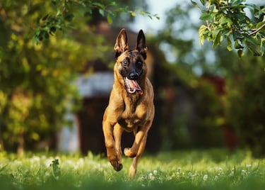El Malinois es una de las razas más exigentes para los dueños. Posee un carácter con tendencia protectora lo que, si se fomenta desde joven, este instinto podría aparecer en situaciones no deseadas. El pastor belga tiene cuatro variedades: laekenois, tervueren, groenendael y malinois, que llevan el nombre de las zonas de Bélgica de donde provienen. Esta raza es usada frecuentemente por los cuerpos de seguridad del Estado y ejércitos. 