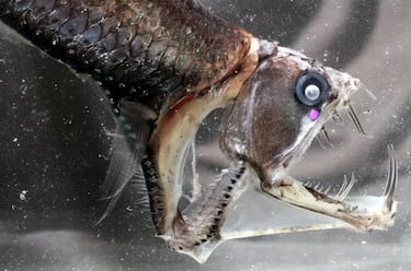 Like something out of a nightmare: the five most terrifying species of the deep sea
