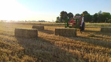 Cereal, campo, agricultura.