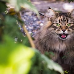 Una mujer adopta un gato y a los meses descubre que es mucho más grande de lo esperado: “Ha sido una aventura”