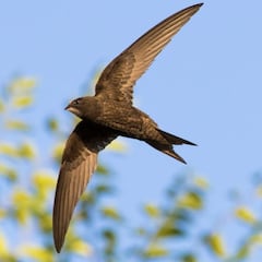 Cientos de aves caen al suelo en Andalucía por la ola de calor