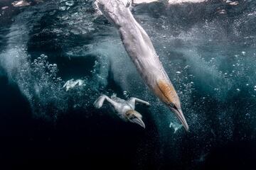 Ocean Photographer Of The Year: Segundo premio.