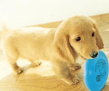 Nintendogs, Impresiones