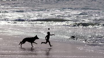 Life-extending drug for dogs