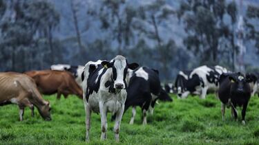 Estalló la crisis de los productores de leche y el Gobierno nacional no ha hecho nada para ayudarlos.