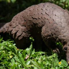 Cómo funciona el comercio y el consumo de animales en China