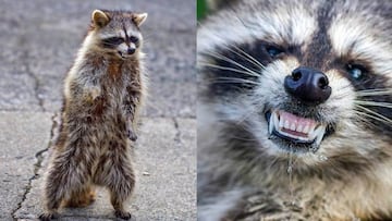 Podr&iacute;a parecer chiste o una broma; sin embargo, los polic&iacute;as de Chicago han alertado que los mapaches zombies podr&iacute;an ser un grave peligro para las mascotas.