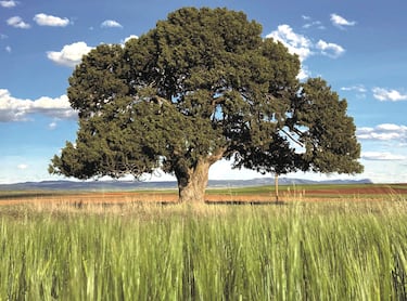 Con más de dos mil años de antigüedad, esta sabina es uno de los árboles más longevos de Europa. Su tronco retorcido y su resistencia en un entorno árido la convierten en un auténtico símbolo de la naturaleza ibérica.