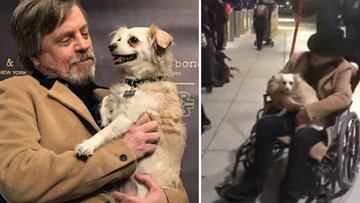 El actor Mark Hamill con su perra y en el aeropuerto de Nueva York en silla de ruedas intentando huir de los 'cazadores de autógrafos'
