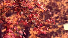 23 de septiembre: ¿a qué hora empieza el otoño, cuándo entra y cuánto duran los días?