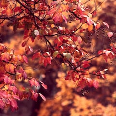 Equinoccio de otoño 2022: ¿por qué este año es el 23 de septiembre en vez del 21?