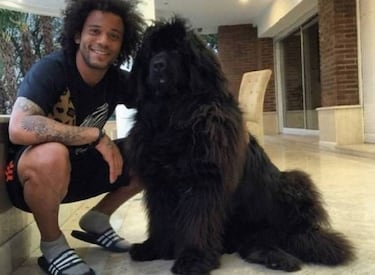 Las mascotas de los deportistas y sus parecidos de pelcula