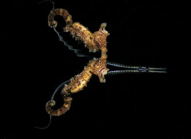 Un caballito de mar en Port Phillip Bay, Australia.