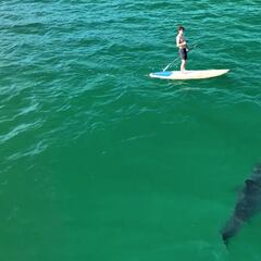Graba la "inesperada" reacción de un tiburón adulto ante un surfista