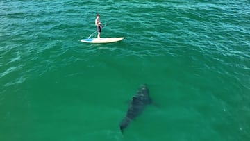 Tibur&oacute;n blanco acerc&aacute;ndose a surfista en julio 2023, en California.