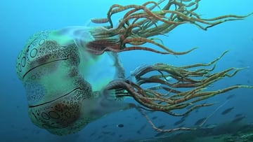 Medusa Chirodectes Macalatus grabada en Nueva Irlanda, Papua Nueva Guinea, por un buceador, en 2023. 