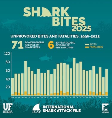 Los mordiscos de tiburones en todo el mundo volvieron a la media en 2025