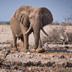 Mueren más de 160 elefantes en Zimbabue: ¿cuál es la causa?