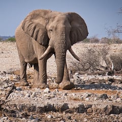 Muere una turista española atacada por un elefante en Tailandia