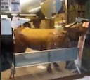 Insólito es decir poco: la vaquilla que sembró el pánico a la hora del café