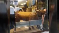 Insólito es decir poco: la vaquilla que sembró el pánico a la hora del café