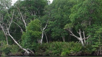 Los manglares de Colombia se encuentran afectados por la contaminación humana.