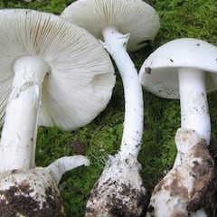 ¿Cuándo es la temporada de setas en España, cuáles son las más venenosas y las más difíciles de encontrar?