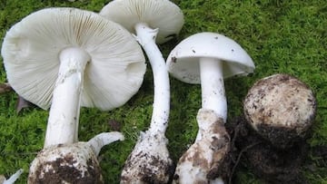 Muere tras comer setas muy venenosas confundi¨¦ndolas con gurumelos