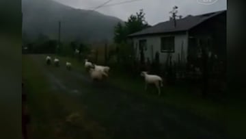 La curiosa reacci&oacute;n que gener&oacute; el eclipse en los animales del sur