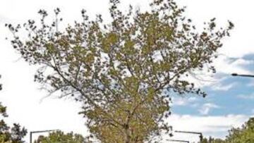 <b>A RODAR. </b>El pelotón del Down Under alcanza la categoría ProTour.