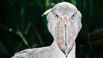 El pájaro que puede matar a un cocodrilo rompe las leyes de la naturaleza y domina los pantanos africanos