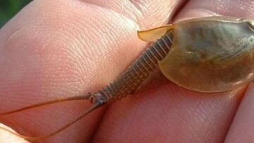 Triops cancriformis