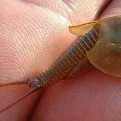 Dos alumnas de Bachillerato en Valencia recuperan la especie viva más antigua de la Tierra