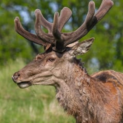 What is Zombie Deer Disease? Warning not to approach animals in Yellowstone Park