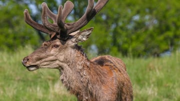 ¿Qué es la enfermedad de los ‘ciervos zombies’? Advierten no acercarse a los animales en el Parque Yellowstone