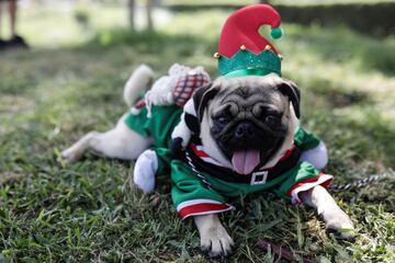 En Lima, la capital de Perú ubicada en la árida costa del Pacífico del país, han celebrado un concurso navideño para los mejores amigos del hombre.