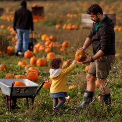 Halloween tips: How to pick the perfect pumpkin for carving
