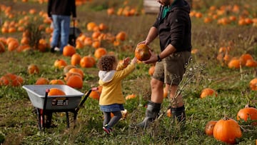 The Halloween celebration is just a few days away. Here are some tips on how to choose the best pumpkin for carving and decorating your jack-o’-lantern.