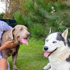 Richarlison se enfrenta a una investigación por culpa de sus perros