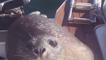 Una foca se sube a un barco familiar para intentar esquivar una muerte segura.