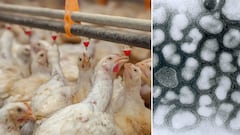 OMS anuncia brote de gripa aviar en gatos y 42 especies más: ¿cuáles animales están infectados y podría llegar a México?