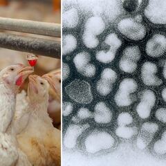 OMS anuncia brote de gripa aviar en gatos y 42 especies más: ¿cuáles animales están infectados y podría llegar a México?