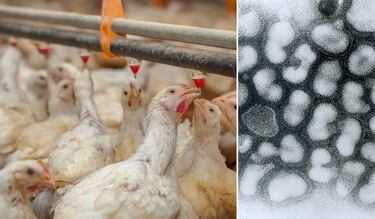 OMS anuncia brote de gripa aviar en gatos y 42 especies más: ¿cuáles animales están infectados y podría llegar a México?