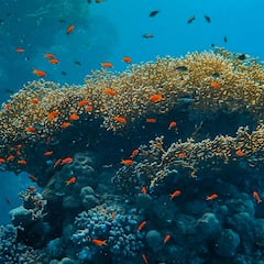 Hallazgo en las Islas Salomón: el coral más grande del mundo