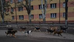 BAKHMUT, UKRAINE - DECEMBER 29: A pack of stray dogs walk in the city center amid artillery fights on December 29, 2022 in Bakhmut, Ukraine. A large swath of Donetsk region has been held by Russian-backed separatists since 2014. Russia has tried to expand its control here since the February 24 invasion.  (Photo by Pierre Crom/Getty Images)
