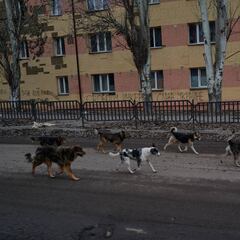¿Por qué los perros se asustan con los petardos y cómo calmarlos?