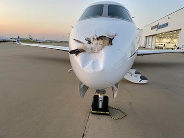 As¨ª es ¡®El Pajarazo¡¯, la prueba de resistencia que consiste en lanzar p¨¢jaros vivos contra los aviones