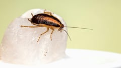 Así son las cucarachas ‘mutantes’ que amenazan el verano en España por su resistencia a insecticidas