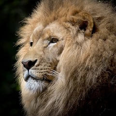 Matan a Bob Junior: ‘el rey del Serengueti’