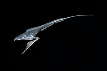 Like something out of a nightmare: the five most terrifying species of the deep sea